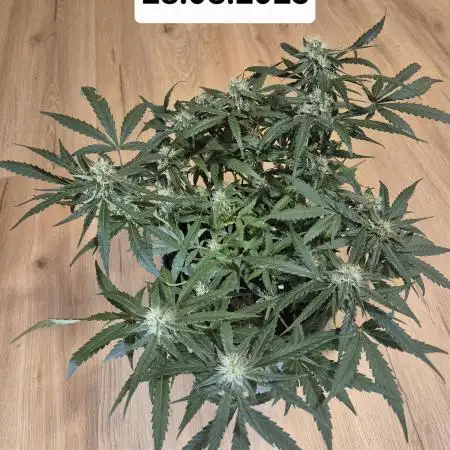 First Grow Ever - Blue Cheese F1 Auto