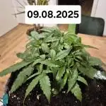 First Grow Ever - Blue Cheese F1 Auto