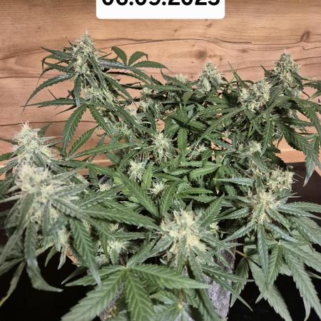 First Grow Ever - Blue Cheese F1 Auto