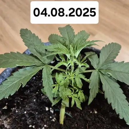 First Grow Ever - Blue Cheese F1 Auto