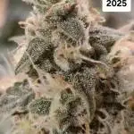 First Grow Ever - Blue Cheese F1 Auto