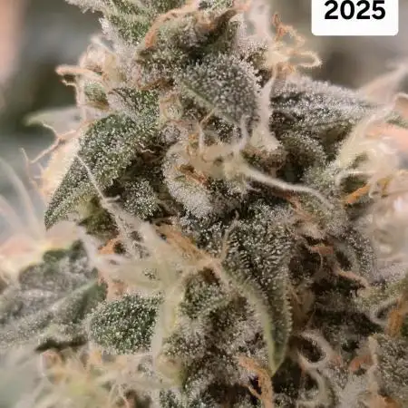 First Grow Ever - Blue Cheese F1 Auto