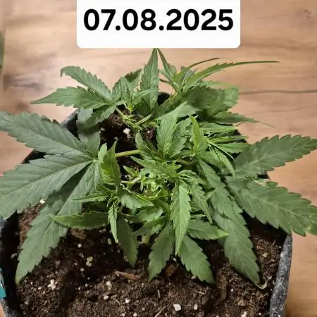 First Grow Ever - Blue Cheese F1 Auto