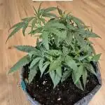 First Grow Ever - Blue Cheese F1 Auto