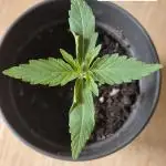First Grow Ever - Blue Cheese F1 Auto