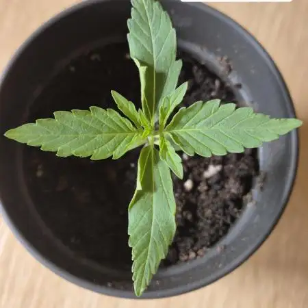 First Grow Ever - Blue Cheese F1 Auto