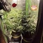 Wedding Cake Auto und Pink Rozay Auto