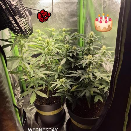 Wedding Cake Auto und Pink Rozay Auto