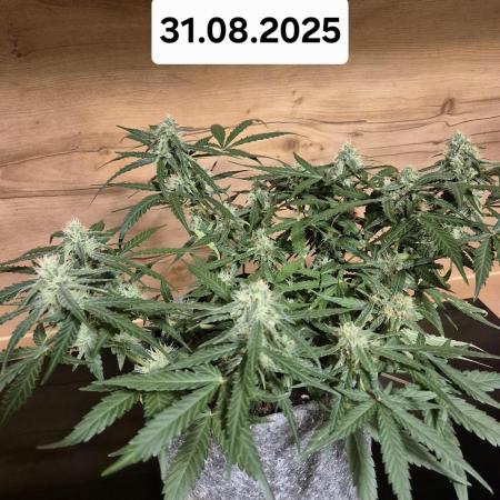 First Grow Ever - Blue Cheese F1 Auto