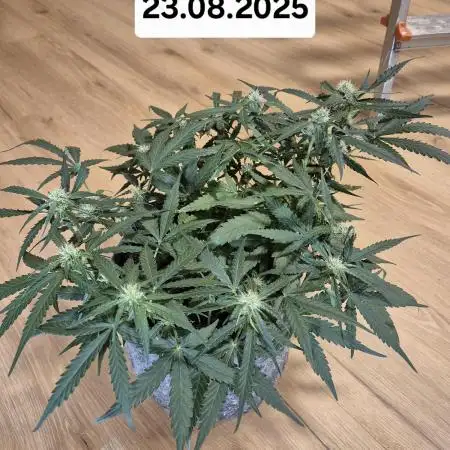 First Grow Ever - Blue Cheese F1 Auto