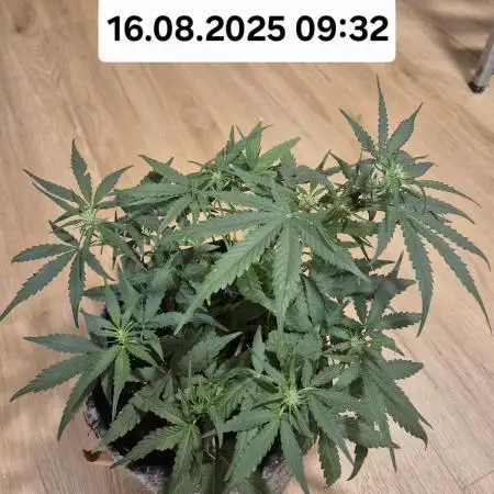 First Grow Ever - Blue Cheese F1 Auto