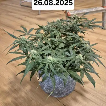 First Grow Ever - Blue Cheese F1 Auto