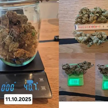 First Grow Ever - Blue Cheese F1 Auto