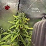 Wedding Cake Auto und Pink Rozay Auto