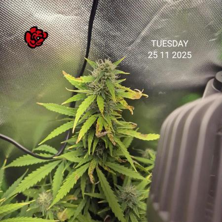 Wedding Cake Auto und Pink Rozay Auto