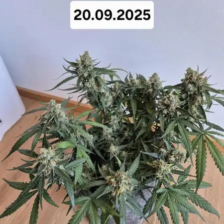 First Grow Ever - Blue Cheese F1 Auto