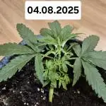 First Grow Ever - Blue Cheese F1 Auto