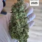 First Grow Ever - Blue Cheese F1 Auto
