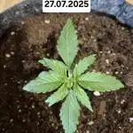 First Grow Ever - Blue Cheese F1 Auto