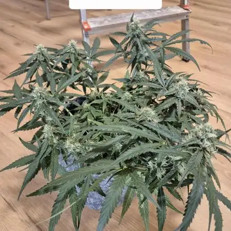 First Grow Ever - Blue Cheese F1 Auto