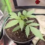Wedding Cake Auto und Pink Rozay Auto