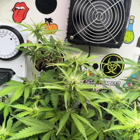 Trikomas Seeds blueberry auto