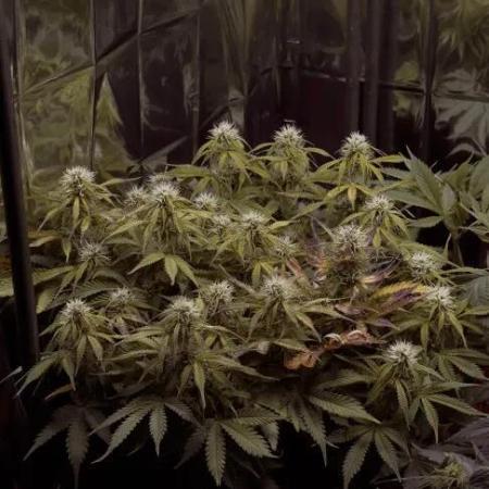 Dutch Passion - Auto Mazar - #1
