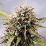 Lemon wonder automatic