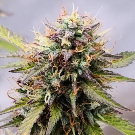 Lemon wonder automatic