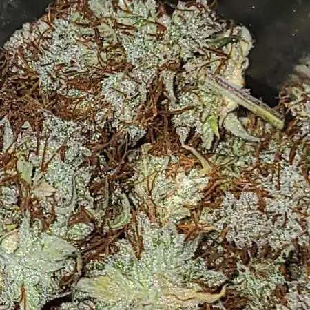 Lemon wonder automatic