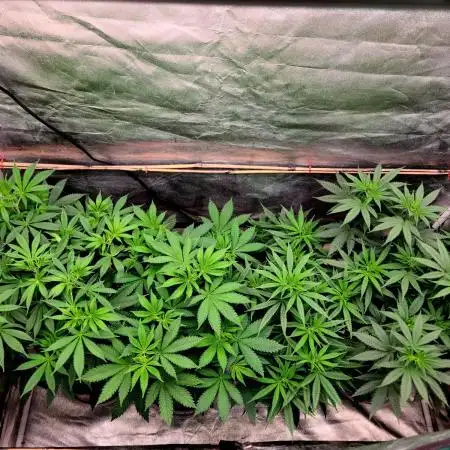 The grow