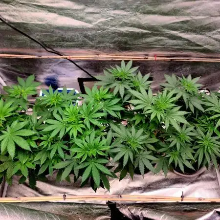 The grow