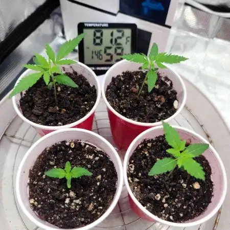 The grow