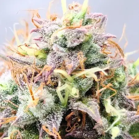 Lemon wonder automatic