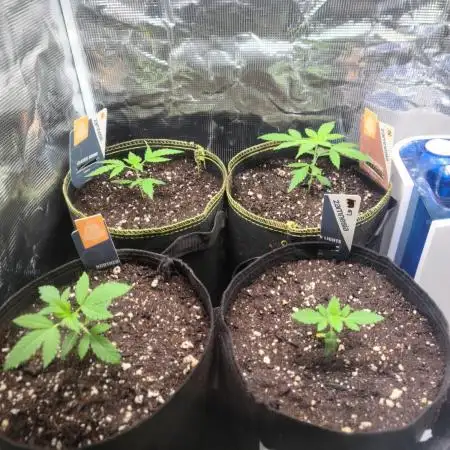 The grow