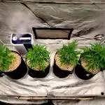 The grow