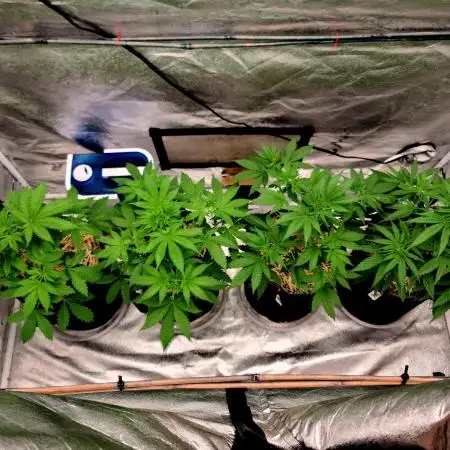 The grow