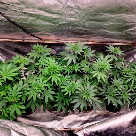 The grow