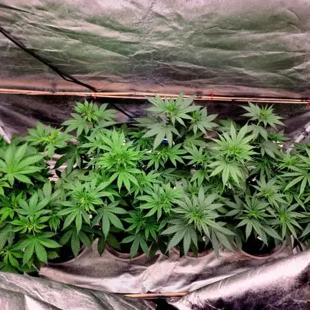 The grow