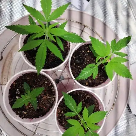 The grow
