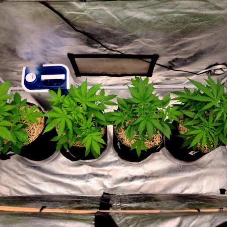 The grow
