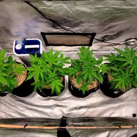 The grow