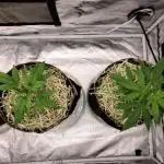 The grow