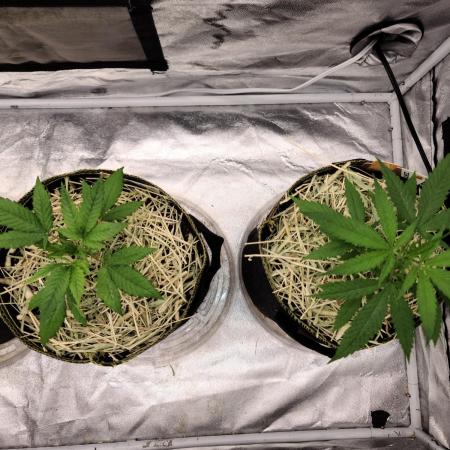 The grow