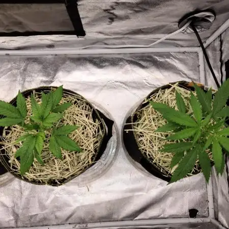 The grow