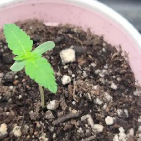 The grow