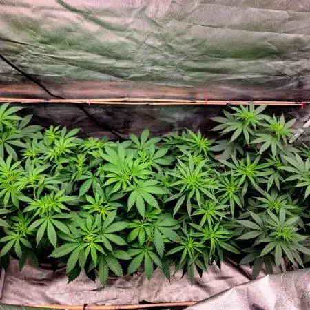 The grow