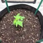 Lemon wonder automatic