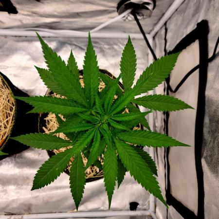 The grow