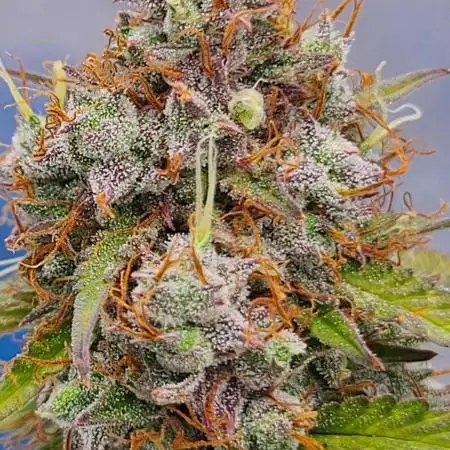 Lemon wonder automatic